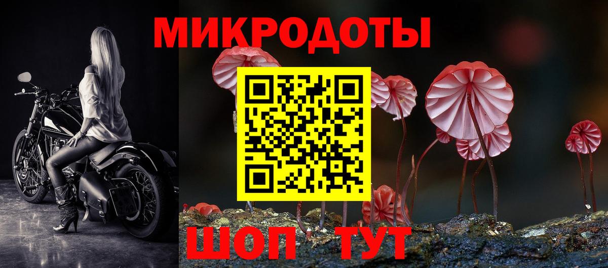 Псилоцибиновые грибы Psilocybe Сыктывкар